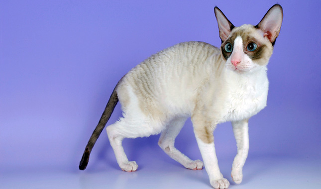 Cornish Rex