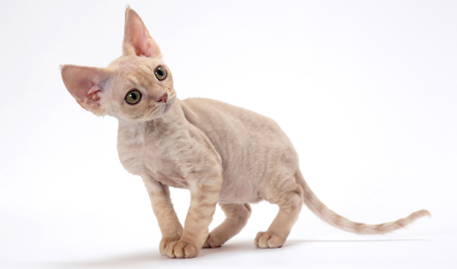 Devon-Rex-