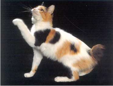 Japonský bobtail