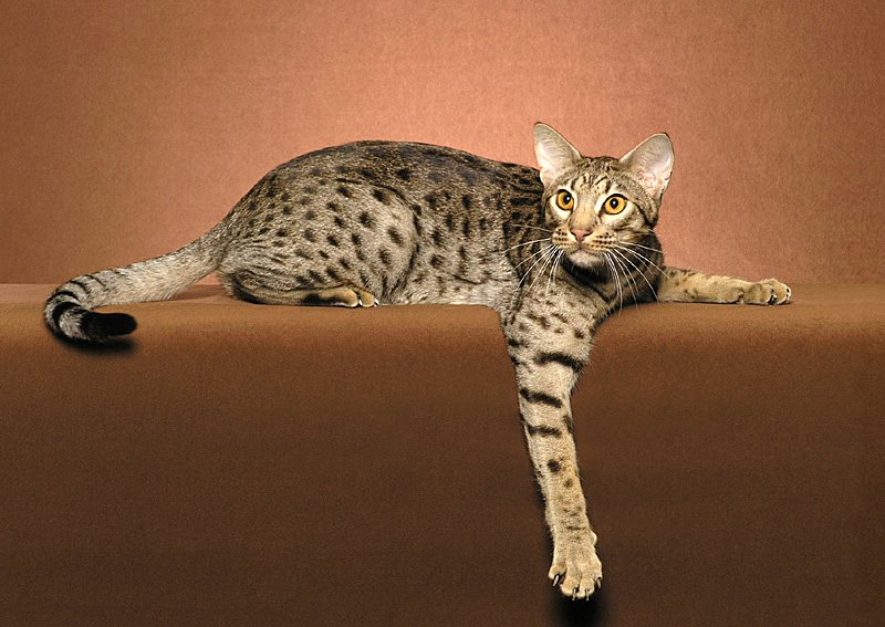 Ocicat